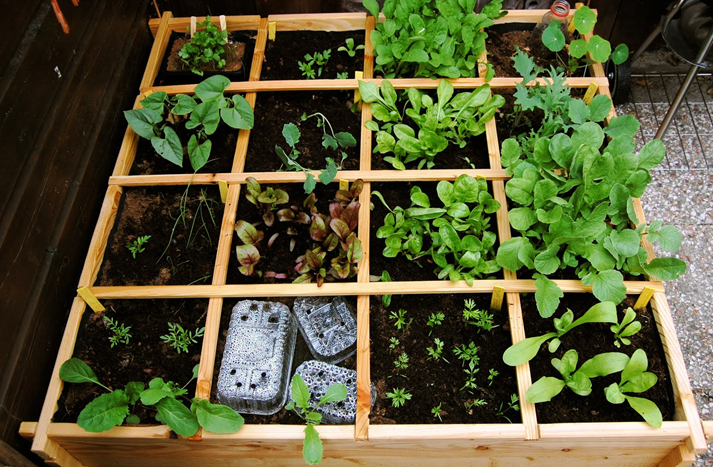 Square Foot Raised Garden Beds for Gardening