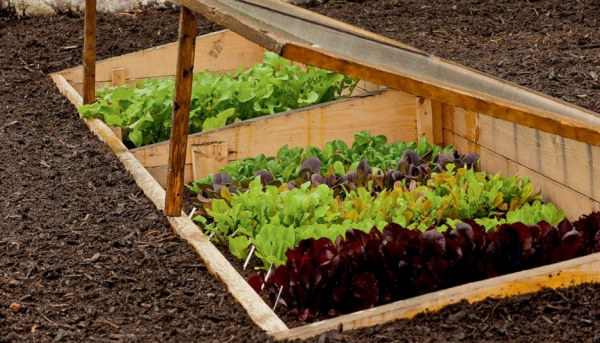 sunken-raised-bed-for-gardening-my-plant-warehouse-indoor-plants