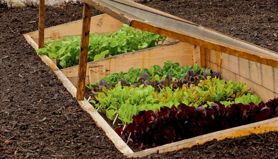 Sunken Raised Bed for Gardening