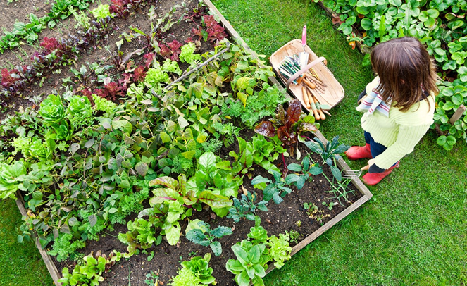 Tips for Successful Raised Bed Gardening