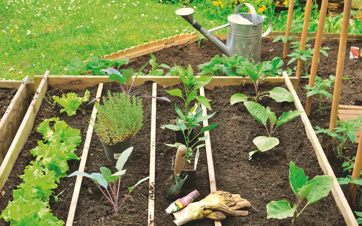 Best Edible Plants for Raised Bed Gardening