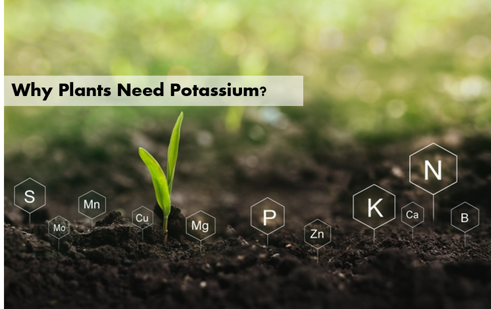 Why Plants Need Potassium