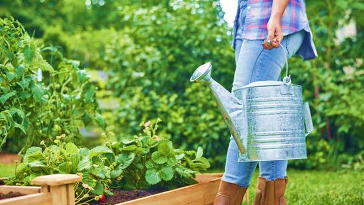 Ways to Care for Plants in Raised Garden Beds