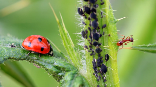 Biological Methods to Control Plant Pests and Diseases