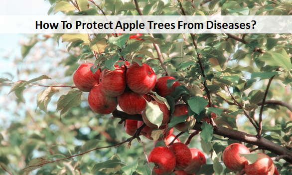 How To Protect Apple Trees From Diseases?