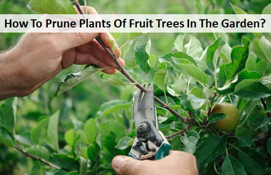 How To Prune Plants Of Fruit Trees In The Garden?