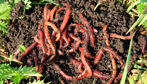 Worm Composting for Gardening