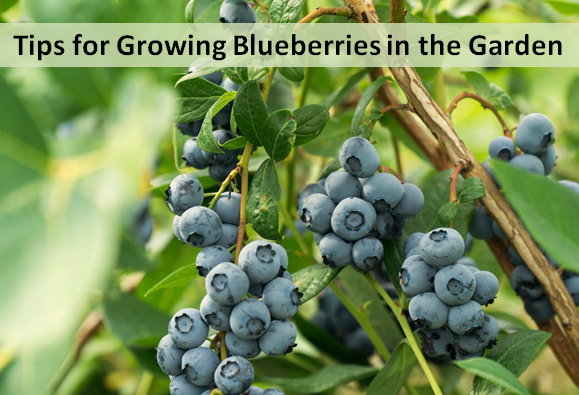 Tips for Growing Blueberries in the Garden