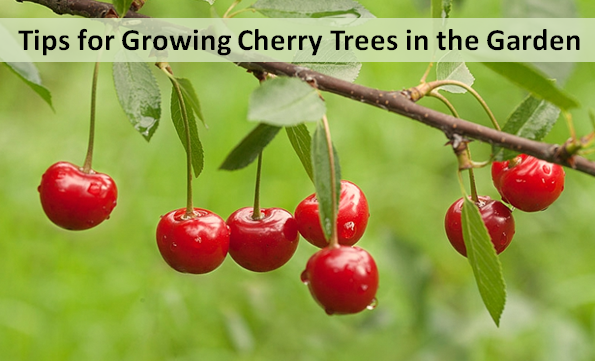 Tips for Growing Cherry Trees in the Garden