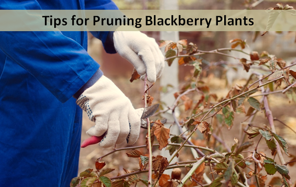 Tips for Pruning Blackberry Plants