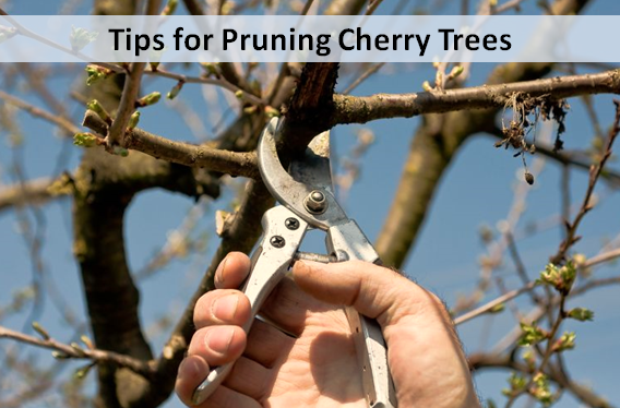 download free pruning cherry trees