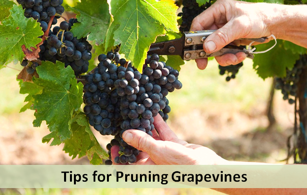 Tips for Pruning Grapevines