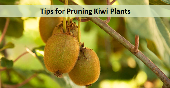 Tips for Pruning Kiwi Plants