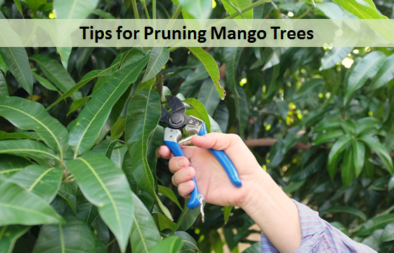Tips for Pruning Mango Trees