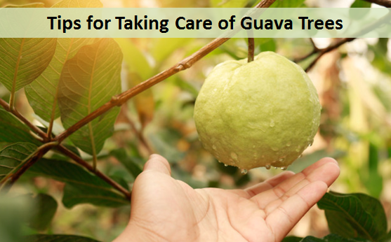 Tips for Taking Care of Guava Trees