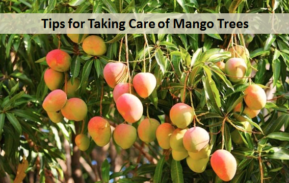 Tips for Taking Care of Mango Trees