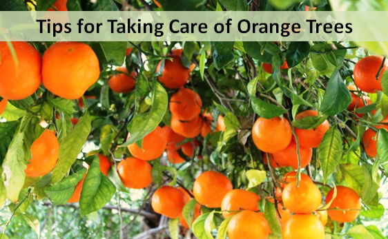 Tips for Taking Care of Orange Trees