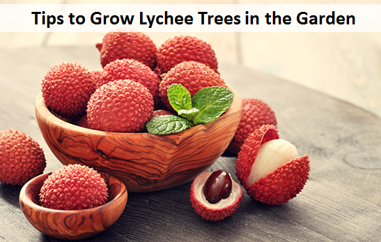 Health Benefits of Lychee