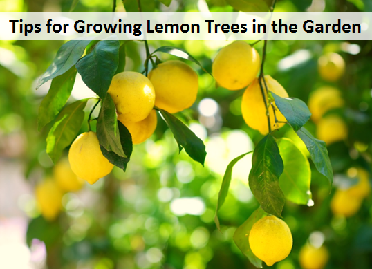 Tips for Growing Lemon Trees in the Garden