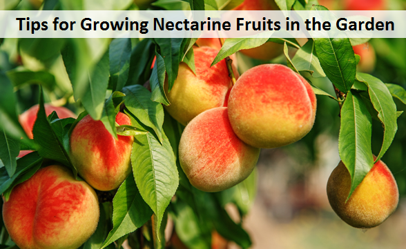 Tips for Growing Nectarine Fruits in the Garden