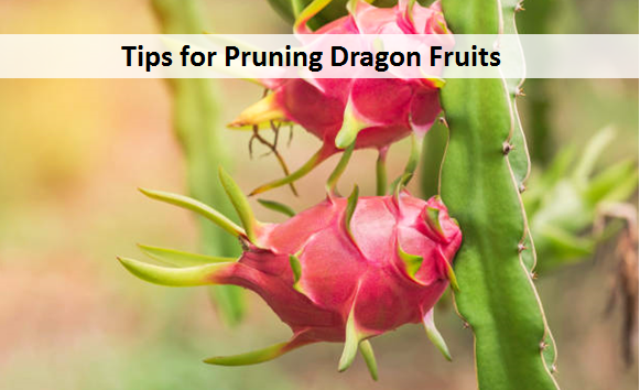 Tips for Pruning Dragon Fruits