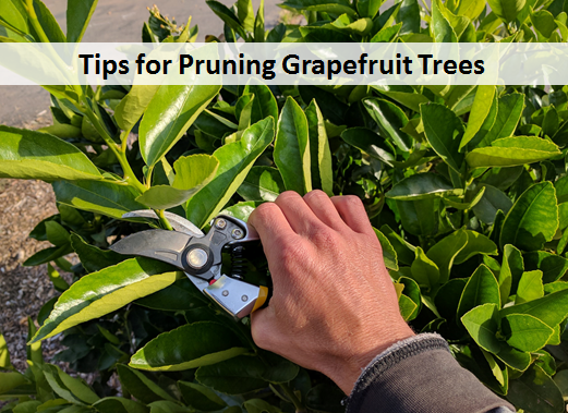 Tips for Pruning Grapefruit Trees