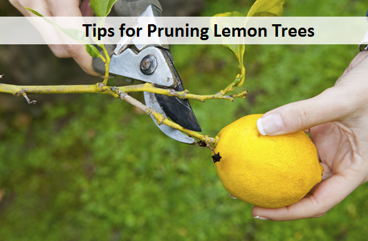 download pruning lemon trees for free
