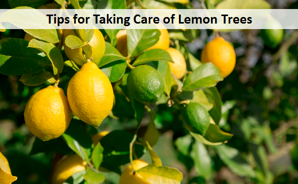Tips for Taking Care of Lemon Trees