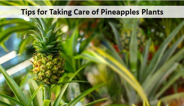 Tips for Taking Care of Pineapples Plants