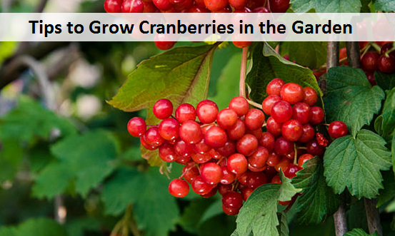 Tips to Grow Cranberries in the Garden