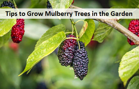 Tips to Grow Mulberry Trees in the Garden - My Plant Warehouse - Indoor ...